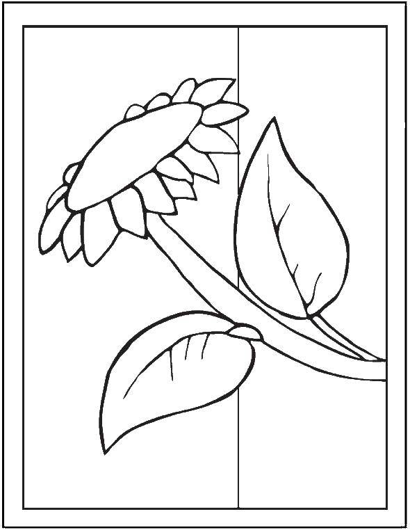 Coloring Sunflower. Category flowers. Tags:  flowers, plants, flower.
