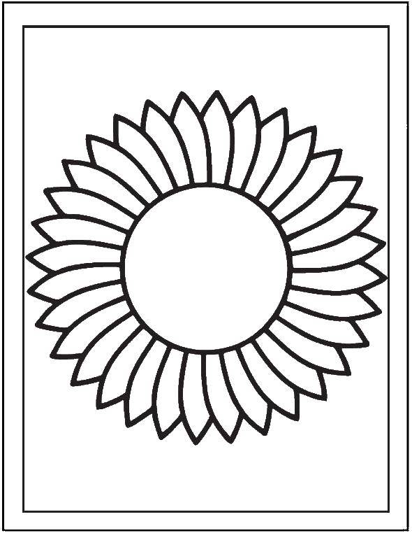 Coloring Sunflower. Category flowers. Tags:  sunflower.
