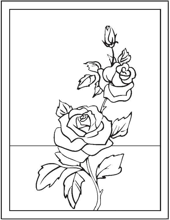 Название: Раскраска Роза с тремя цветками. бутон розы. Категория: цветы. Теги: роза, .