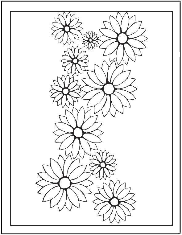 Coloring Flowers asters. Category flowers. Tags:  asters.