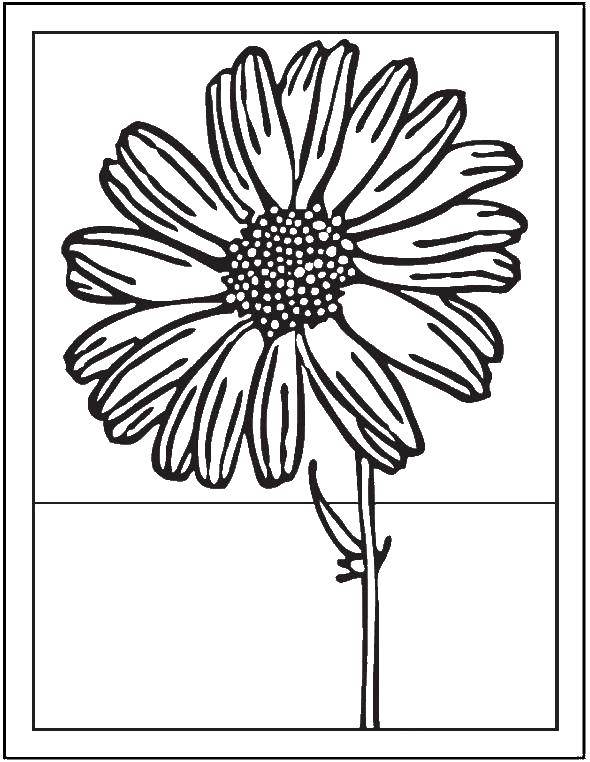 Название: Раскраска Цветок, открытка. Категория: цветы. Теги: цветок.
