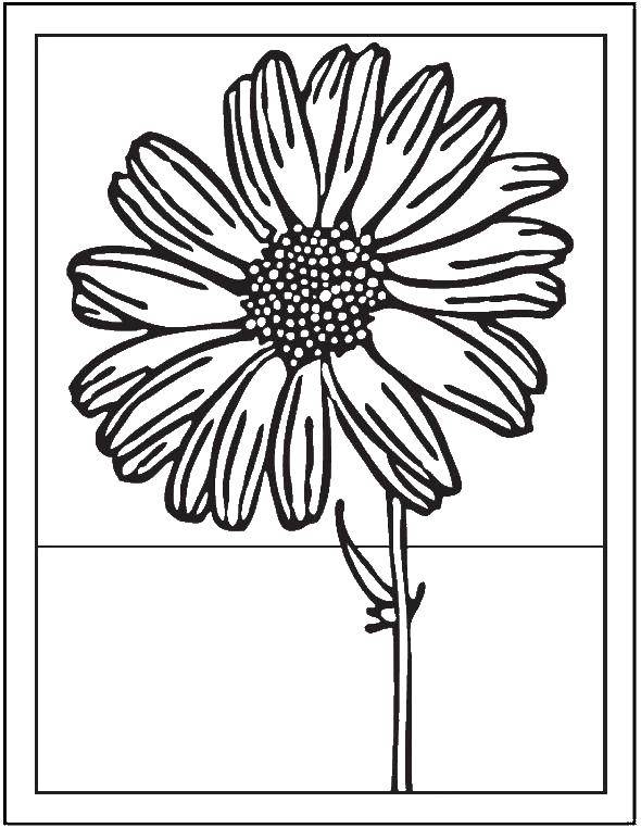 Coloring Flower, postcard. Category flowers. Tags:  flower.