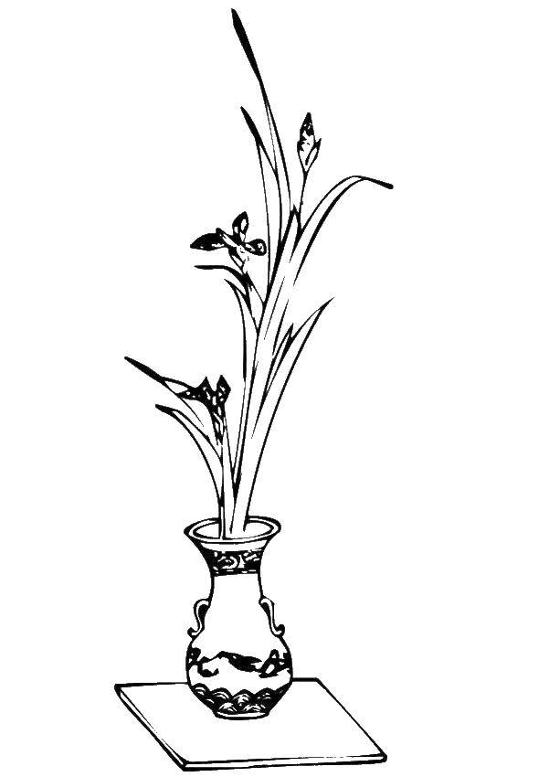 Coloring Vase with flowers iris. Category Vase. Tags:  flowers, irises.