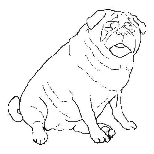 Coloring Just a fat dog. Category Zeropolis. Tags:  the dog.