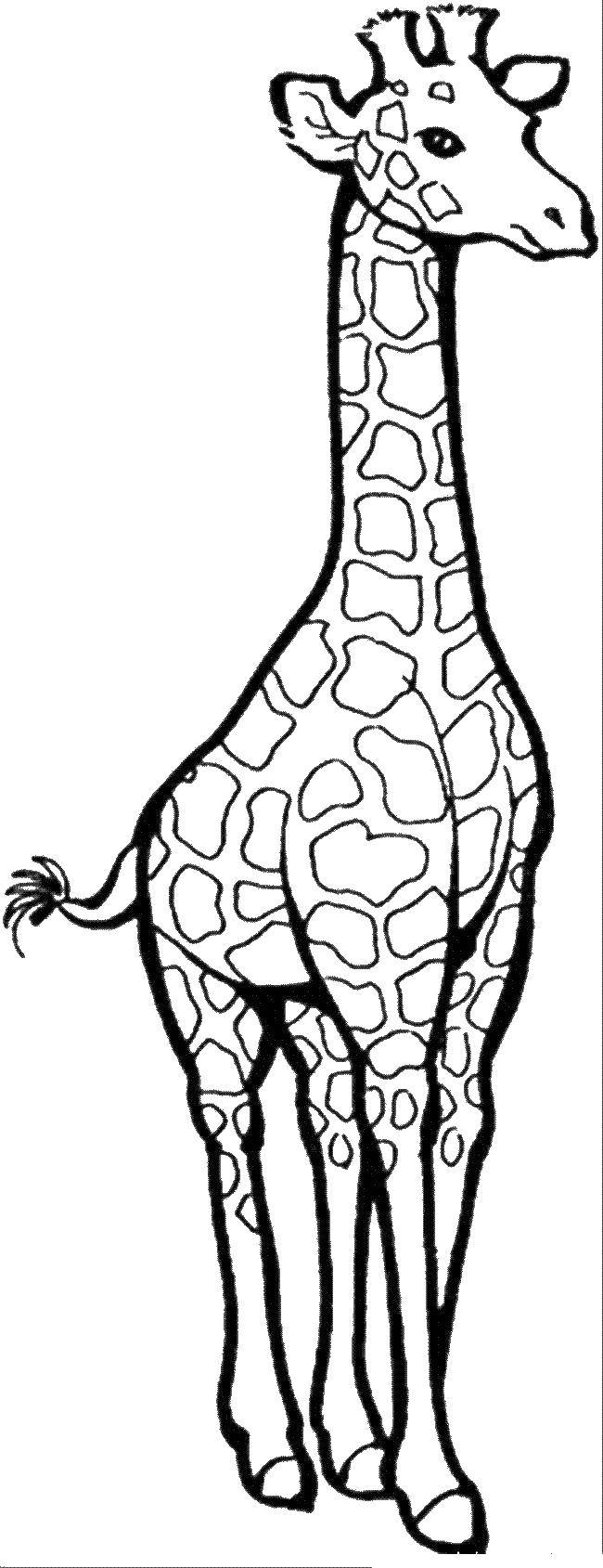 Название: Раскраска Очень очень высокая жирафа с длинными ногами и длинной шеей. Категория: животные. Теги: жираф.
