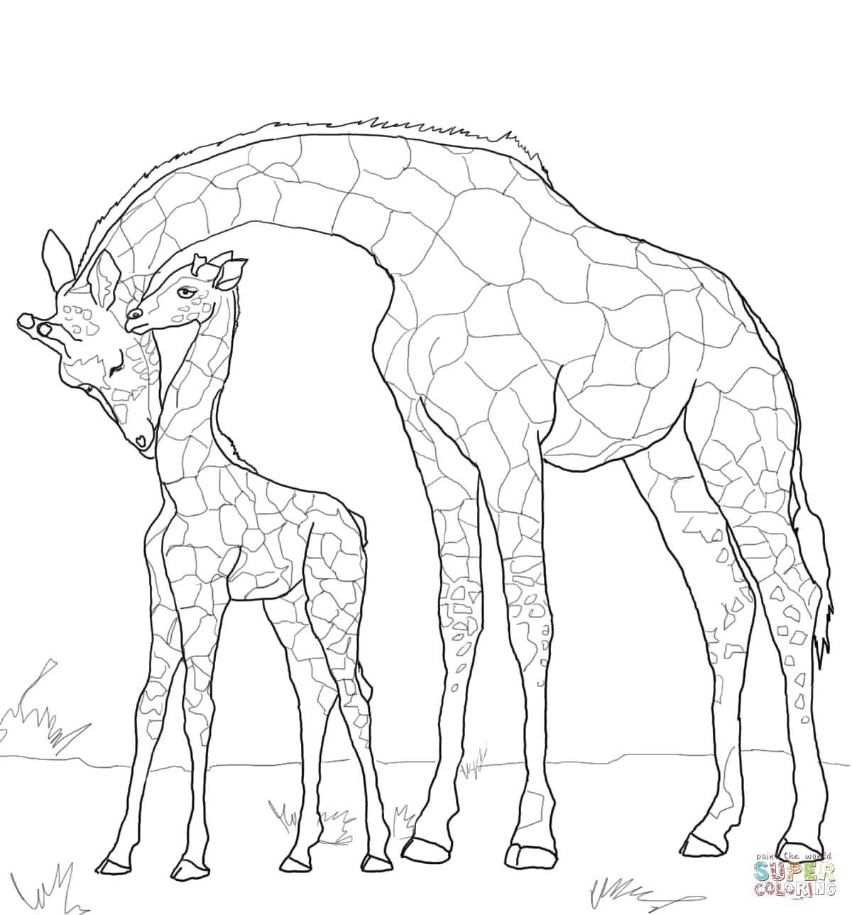 Coloring Mother giraffe with calf. Category wild animals. Tags:  Animals, giraffe.