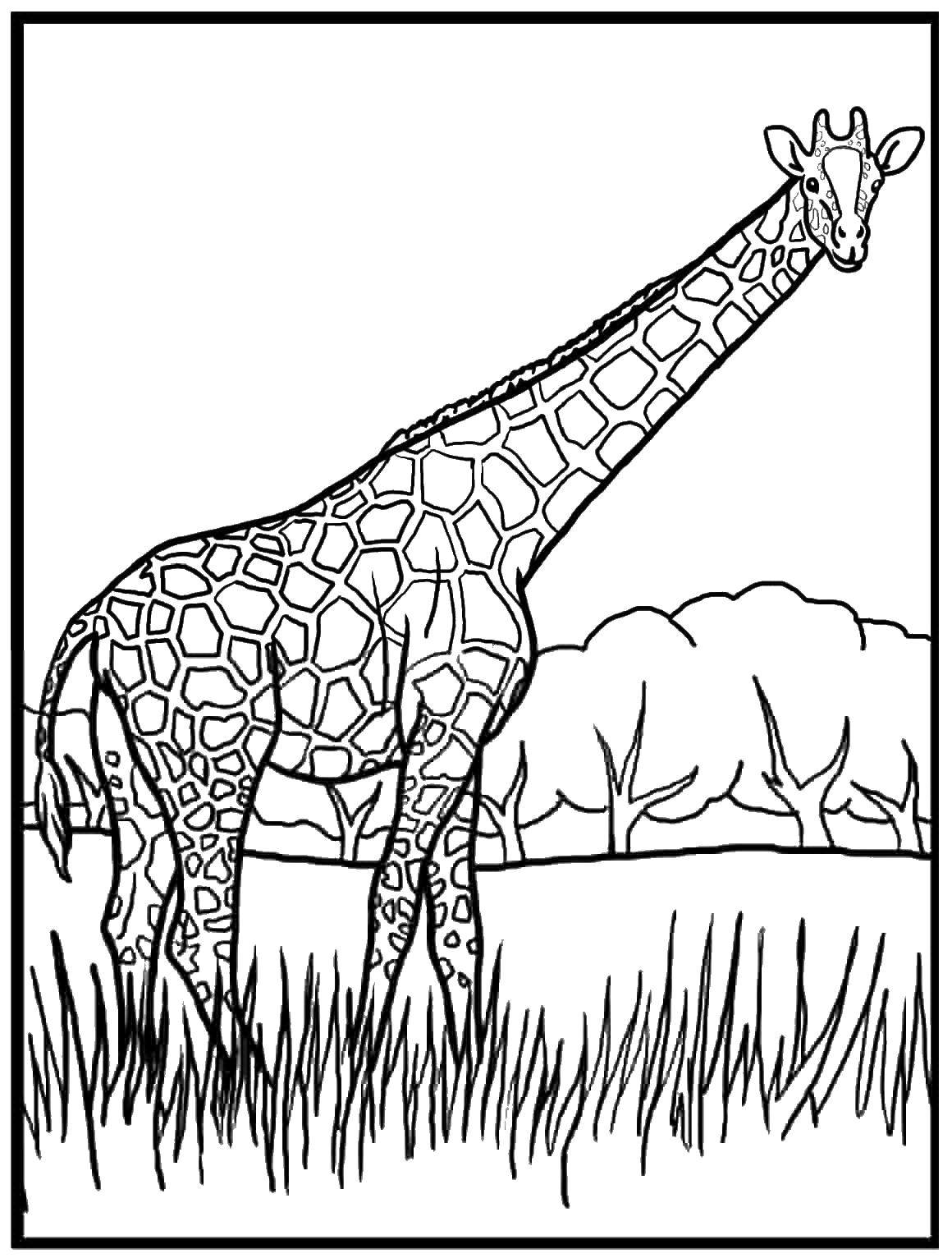 Название: Раскраска Жираф в сафари. Категория: Животные. Теги: животные, жираф.