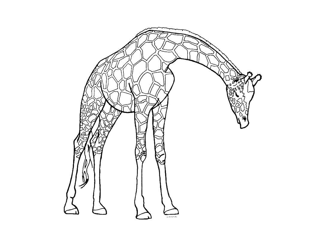 Название: Раскраска Жираф. Категория: Животные. Теги: Животные, жираф.