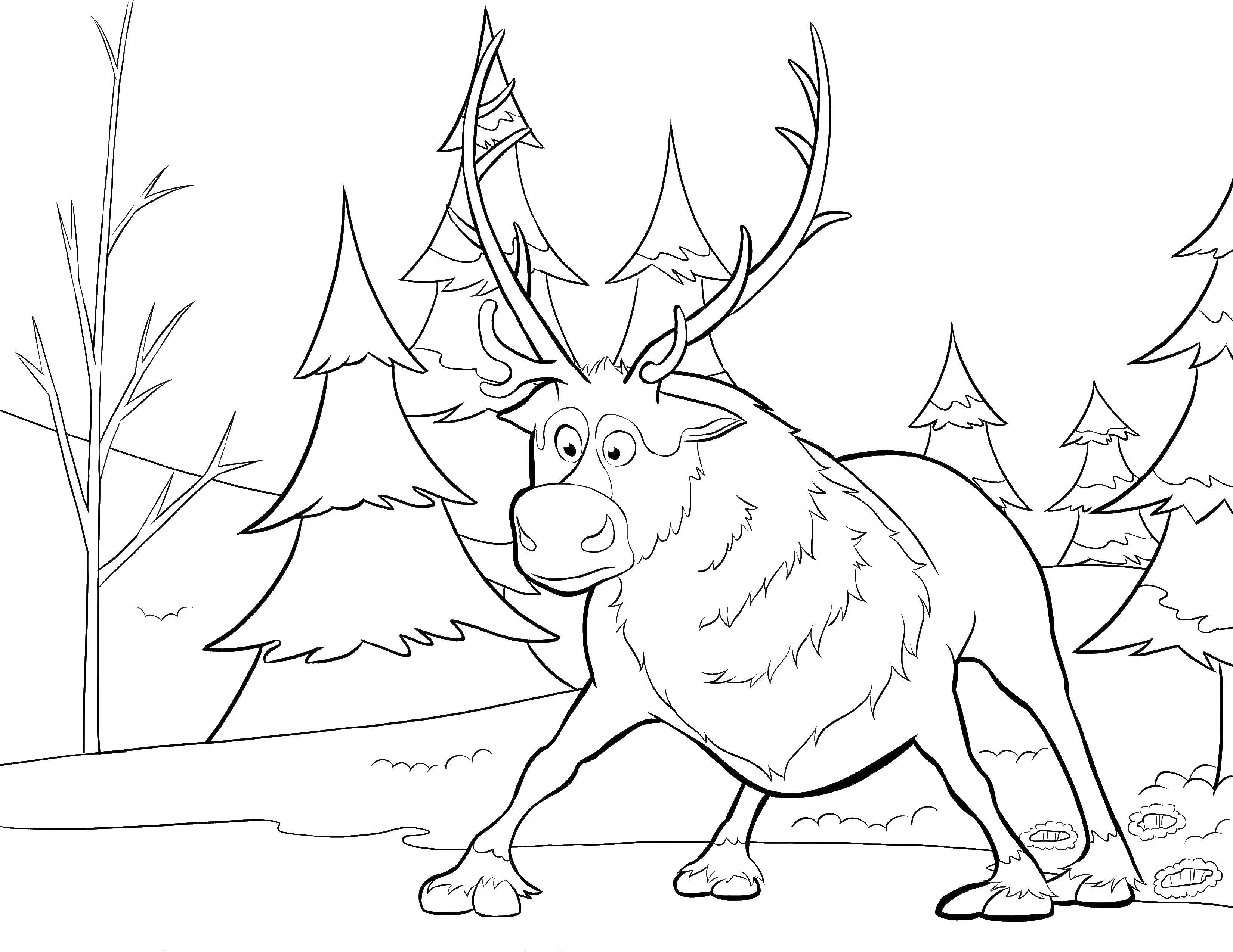 Coloring Moose. Category Animals. Tags:  animals, elk, forest.