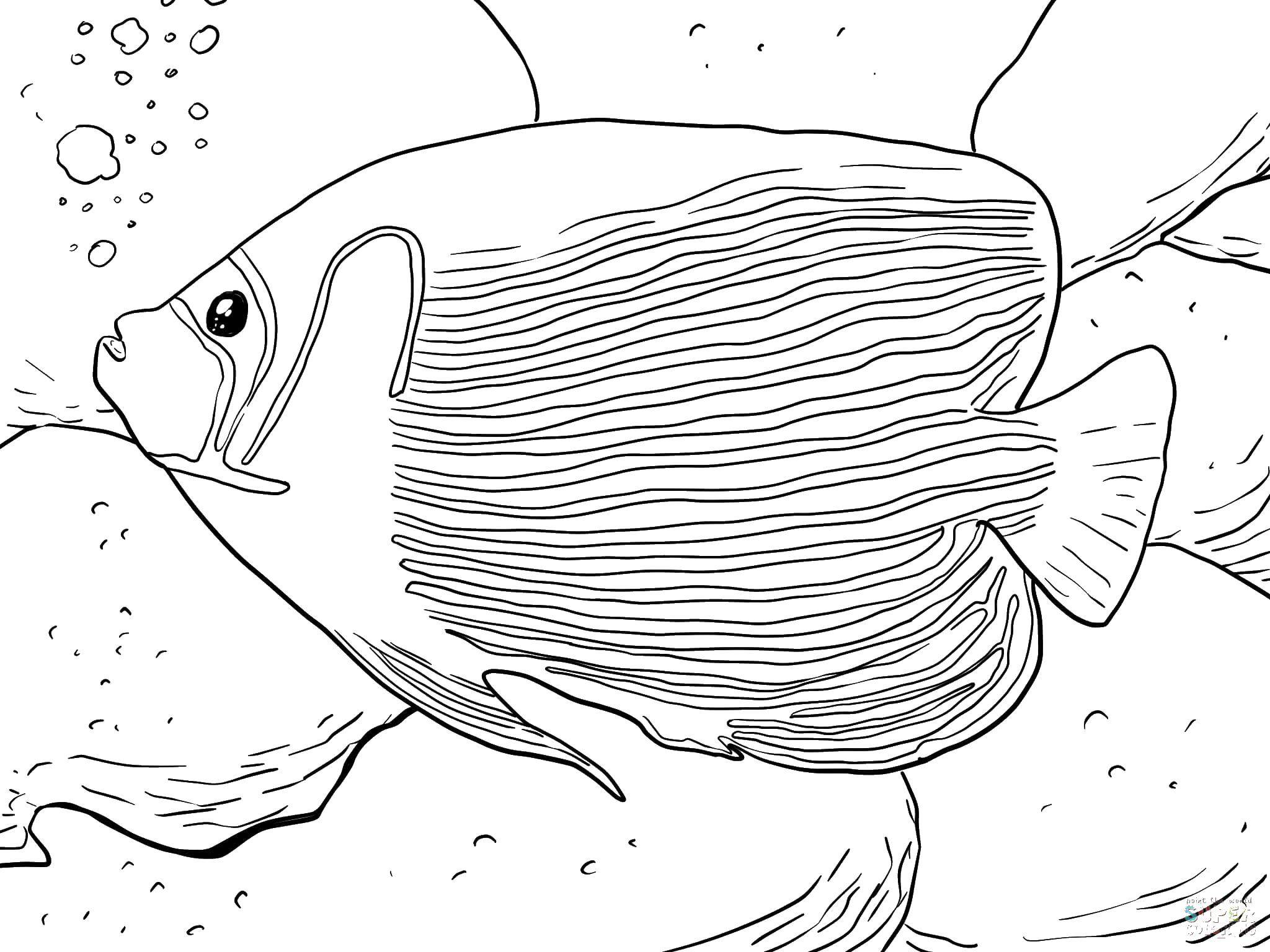 Название: Раскраска Полосатая рыбка. Категория: рыбы. Теги: рыбки, море, полоски.