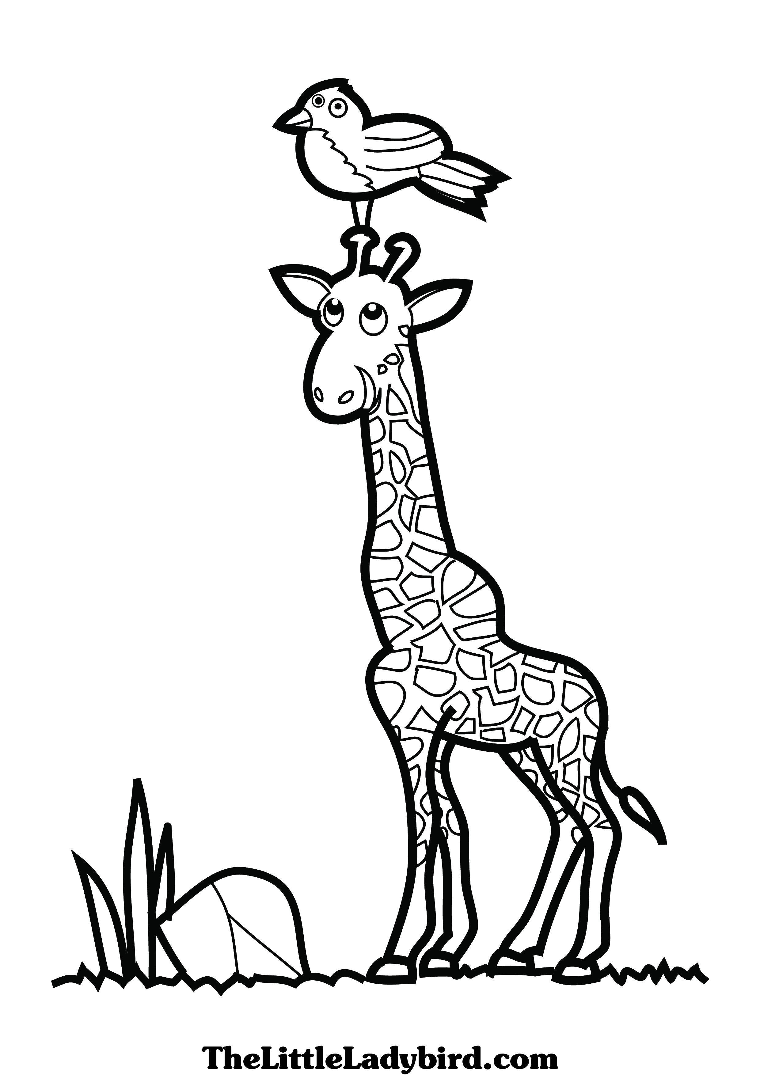 Название: Раскраска Птичка села на жирафика. Категория: Животные. Теги: Животные, жираф.