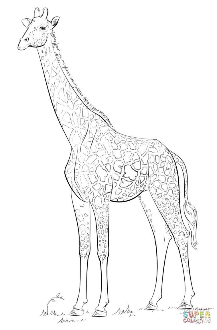 Название: Раскраска Высокий жираф. Категория: Животные. Теги: Животные, жираф.