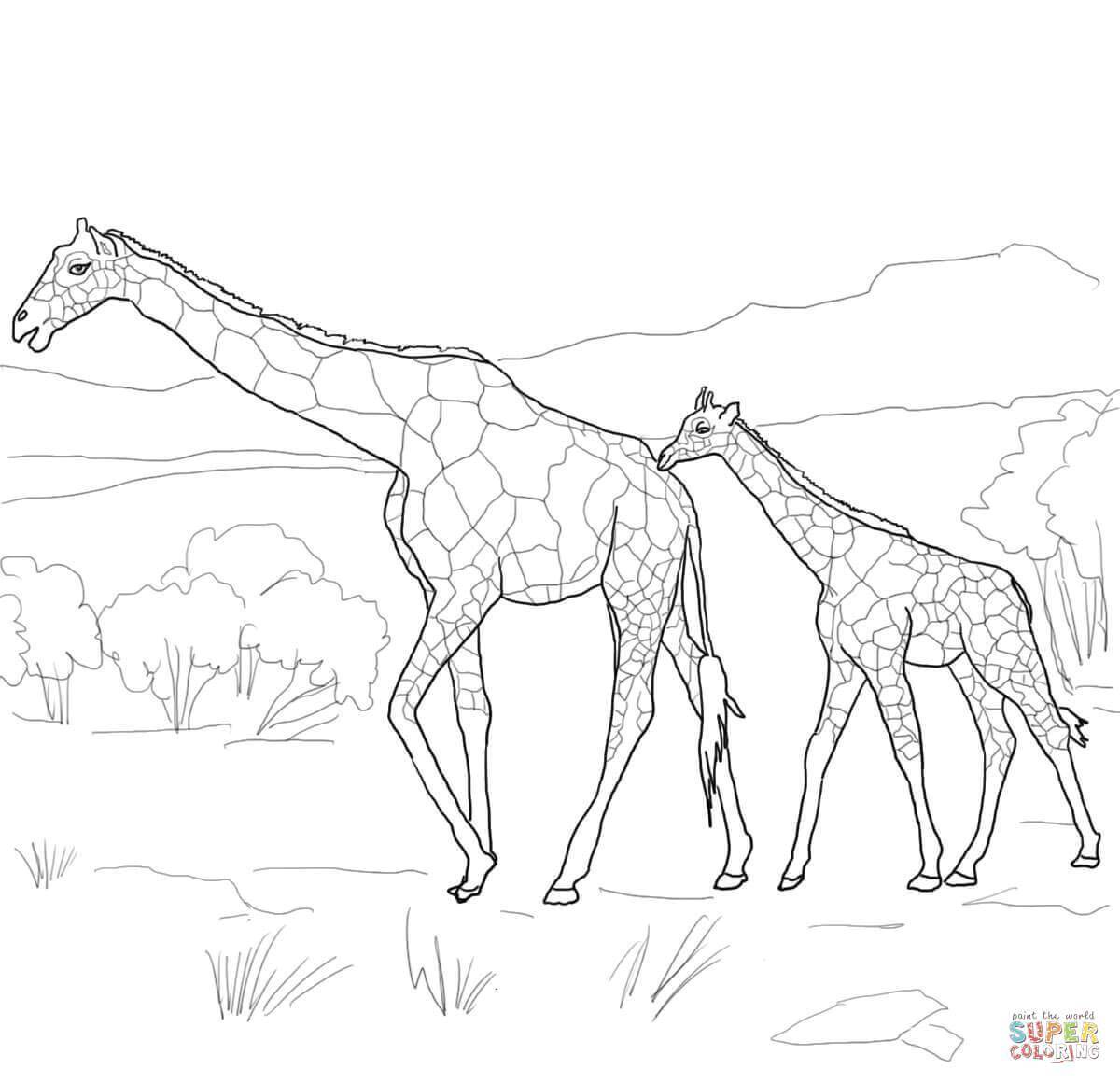 Название: Раскраска Жирафы на сафари. Категория: Животные. Теги: Животные, жираф.