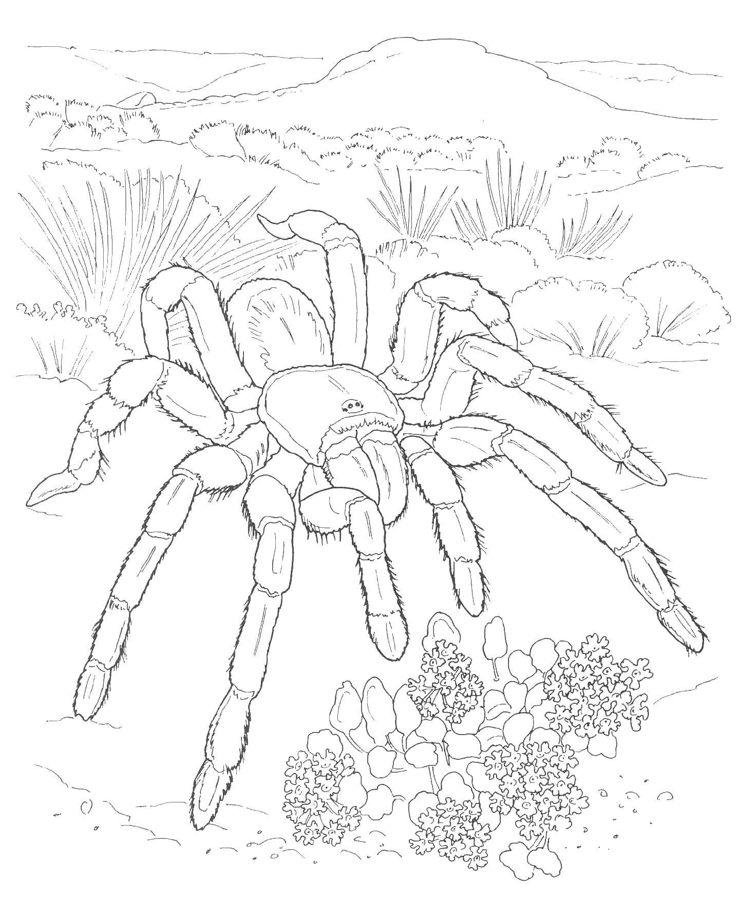 Название: Раскраска Тарантул. Категория: пауки. Теги: тарантул, паук.