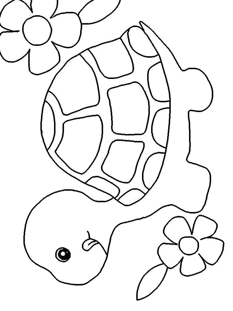 Coloring Bug. Category Animals. Tags:  Reptile, turtle.