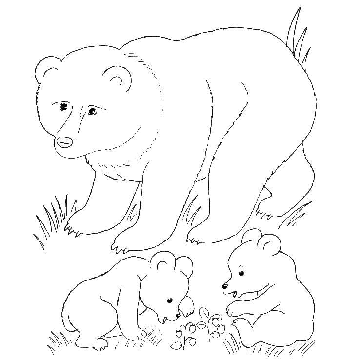 Coloring Bears. Category animals. Tags:  animals, bears.