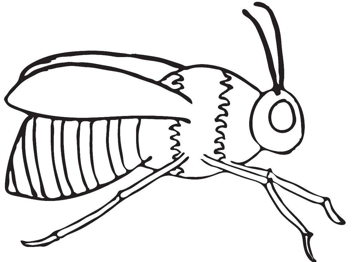 Coloring Insect. Category Insects. Tags:  insects.