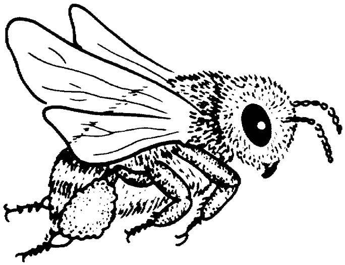 Название: Раскраска Пчелка. Категория: Насекомые. Теги: Насекомые, пчёлка.