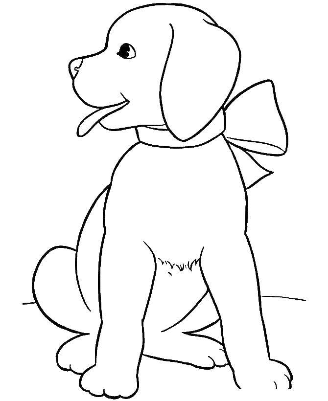 Название: Раскраска Щенок с бантом. Категория: собака. Теги: собака, бант.