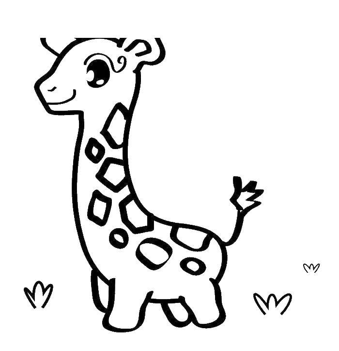 Название: Раскраска Жираф. Категория: животные. Теги: жираф.
