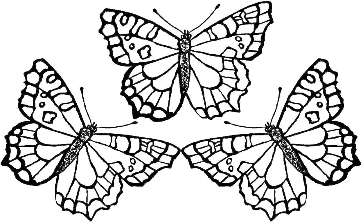 Название: Раскраска Бабочки. Категория: Насекомые. Теги: бабочки.