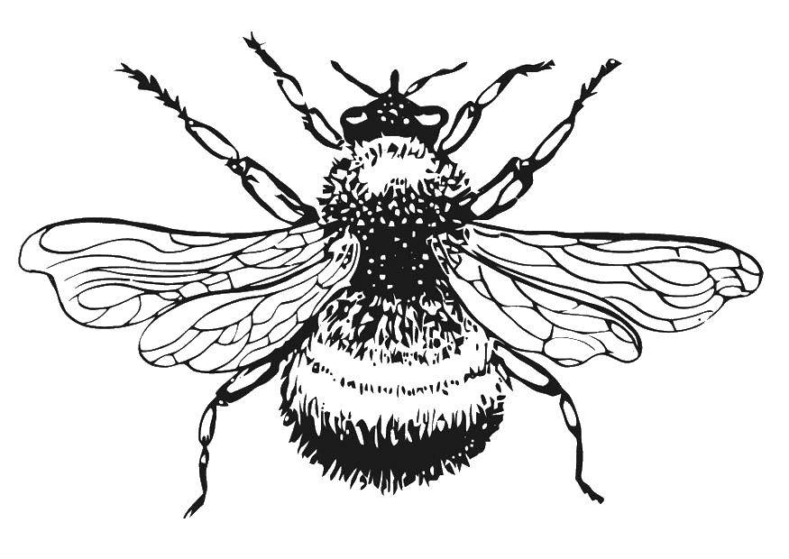 Coloring Bee. Category Insects. Tags:  bee.