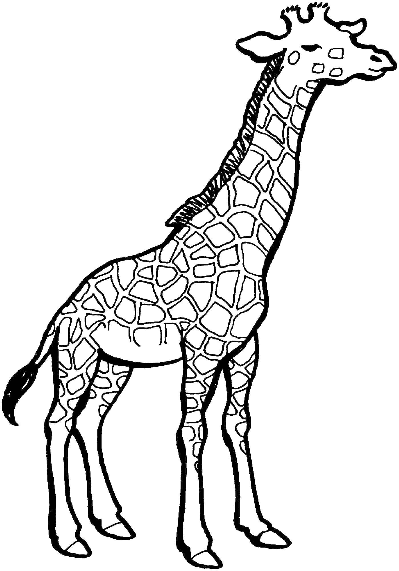 Название: Раскраска Жираф. Категория: животные. Теги: животные, жираф.