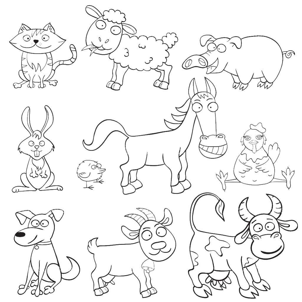 Coloring Pets. Category Pets allowed. Tags:  Pets allowed.