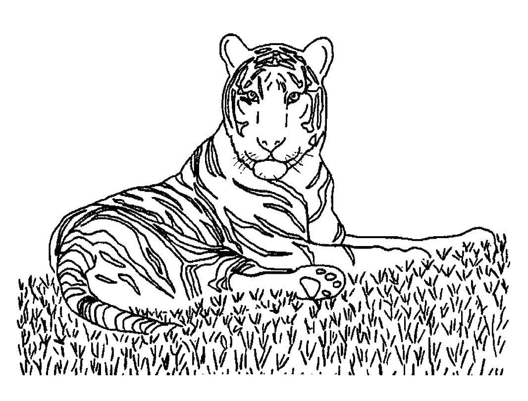 Название: Раскраска Грациозный тигр. Категория: животные. Теги: Животные, тигр.