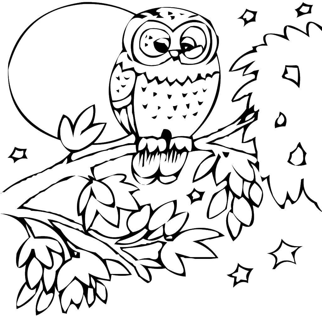 Coloring Owl on the branch. Category animals. Tags:  animals, owl, moon.