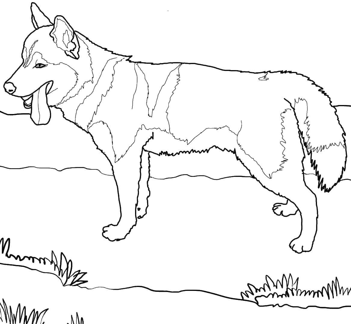 Coloring Wolf. Category animals. Tags:  wolf.