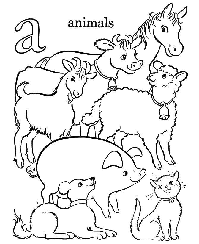 Название: Раскраска Животные. Категория: животные. Теги: животные, звери.