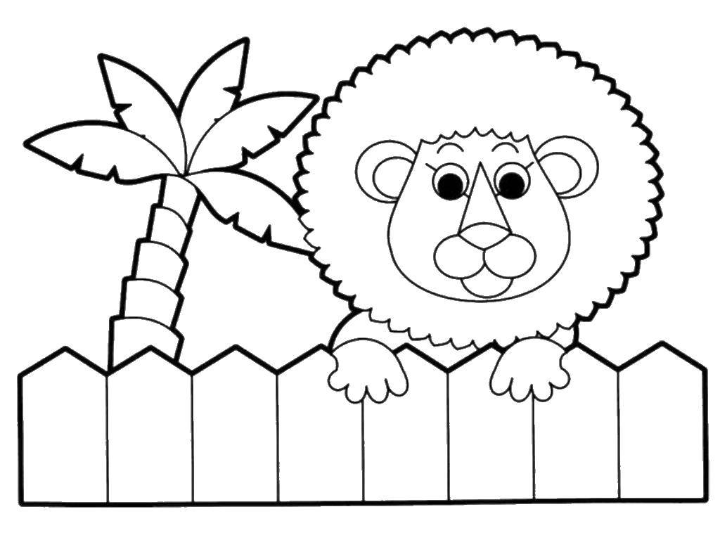 Название: Раскраска Львенок на заборе. Категория: животные. Теги: Животные, лев.