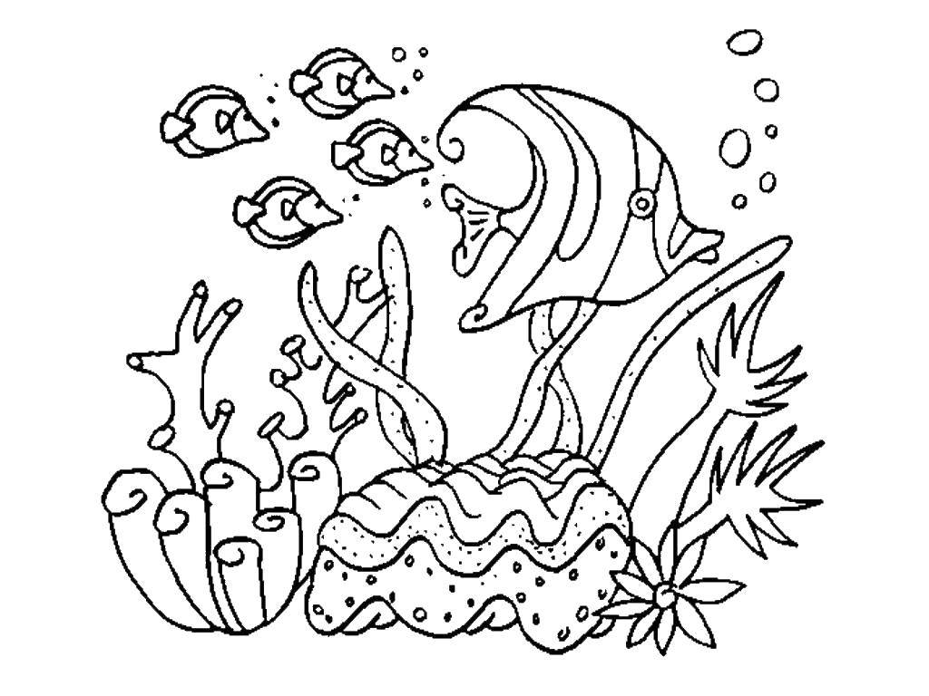 Название: Раскраска Рыбки плавают в воде. Категория: морское. Теги: Подводный мир, рыба.