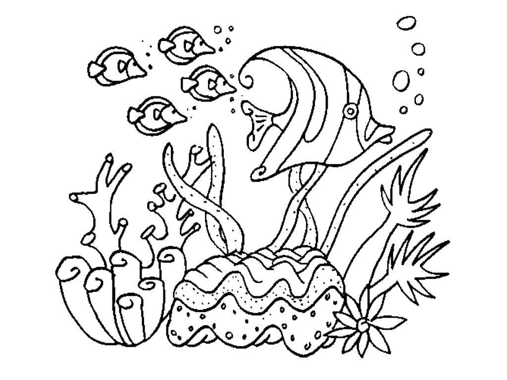 Coloring Fish swim in water. Category fish. Tags:  Underwater world, fish.