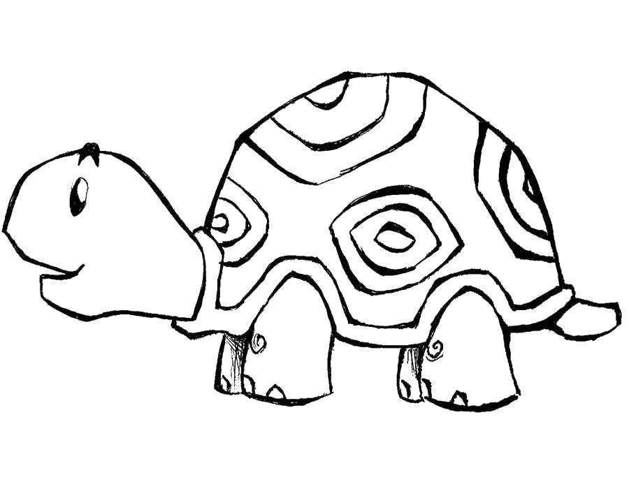 Coloring Turtle. Category Animals. Tags:  Turtle.
