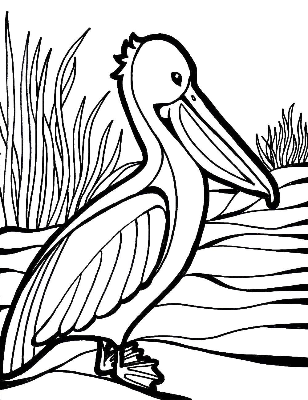 Название: Раскраска Пеликан. Категория: Животные. Теги: Пеликан, птица.