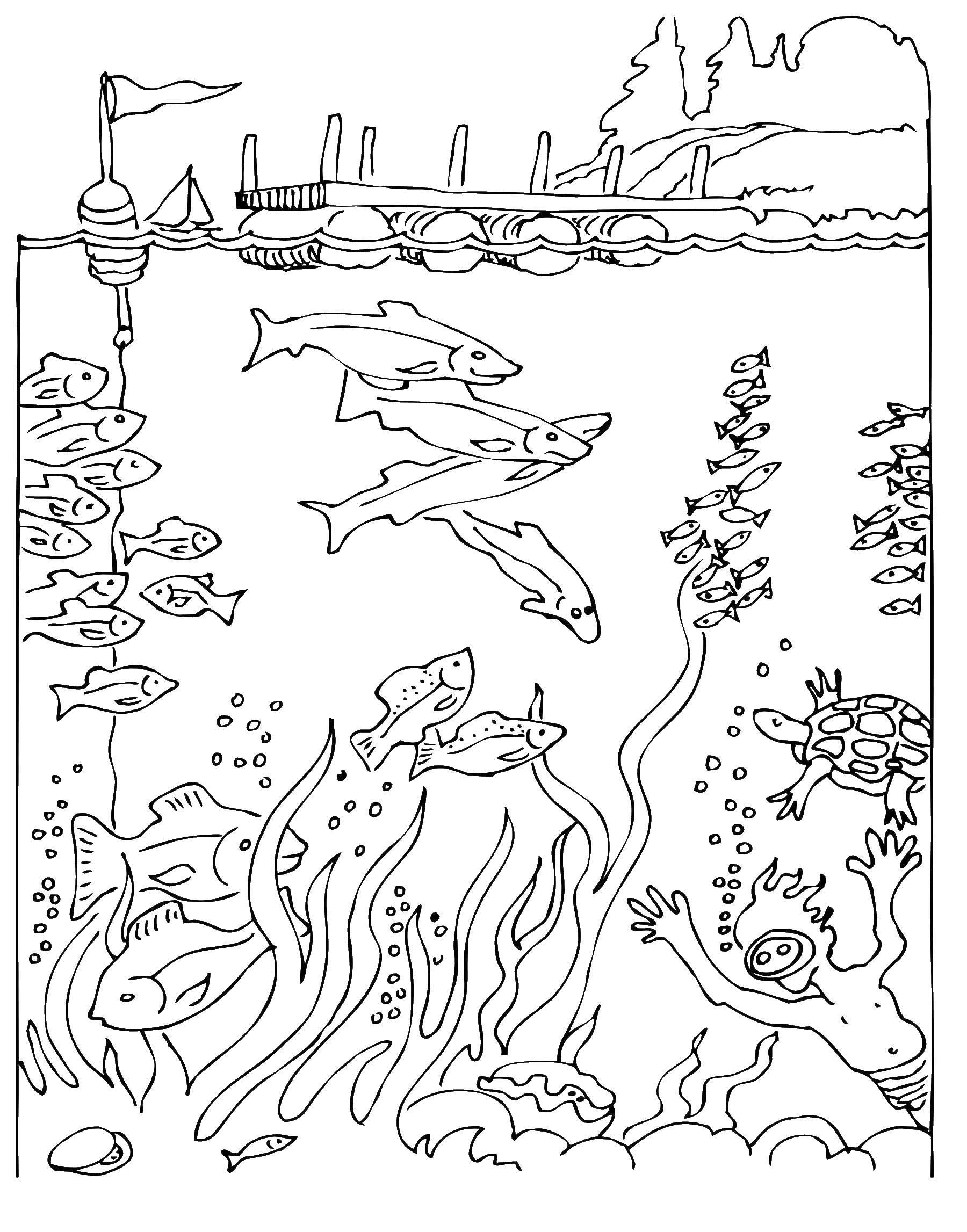Название: Раскраска Ныряльщик под водой. Категория: морские животные. Теги: рыбы, вода, ныряльщик.