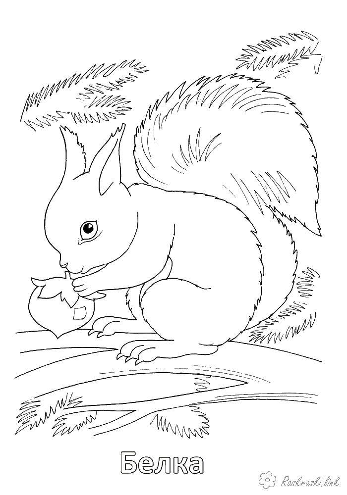 Coloring Squirrel. Category Animals. Tags:  animals, squirrel.