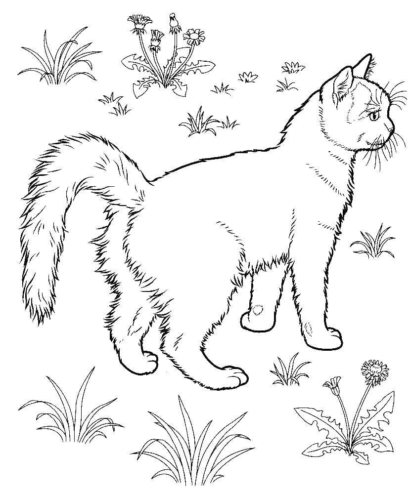 Coloring Cat. Category The cat. Tags:  cat, kittens.