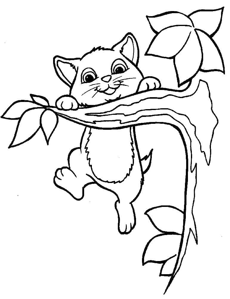 Coloring Kitty weighs in on the branch. Category The cat. Tags:  cat, branch.