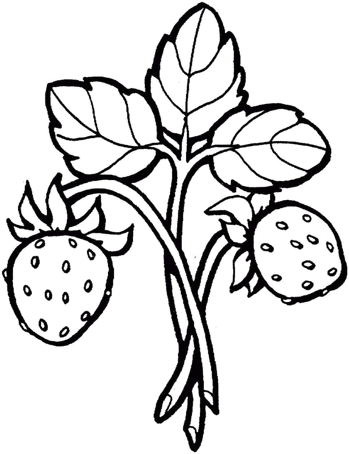 Название: Раскраска Земляника. Категория: ягоды. Теги: ягоды, земляника.