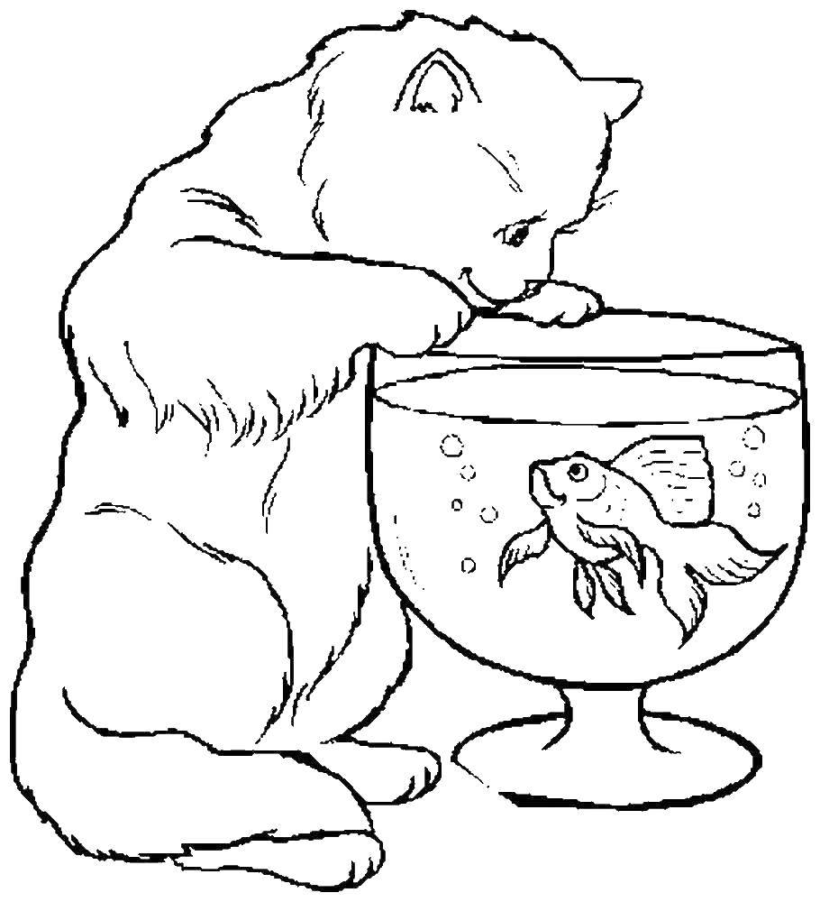 Название: Раскраска Кошка смотрит на рыбку. Категория: Кошка. Теги: рыба, кошка.