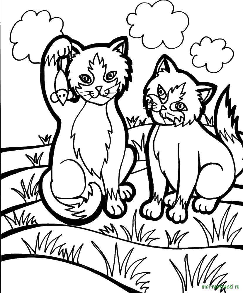 Название: Раскраска Котята на полянке. Категория: Кошка. Теги: кошка, котята.