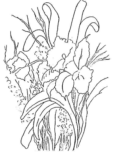 Coloring Narcissi. Category flowers. Tags:  narcissi.