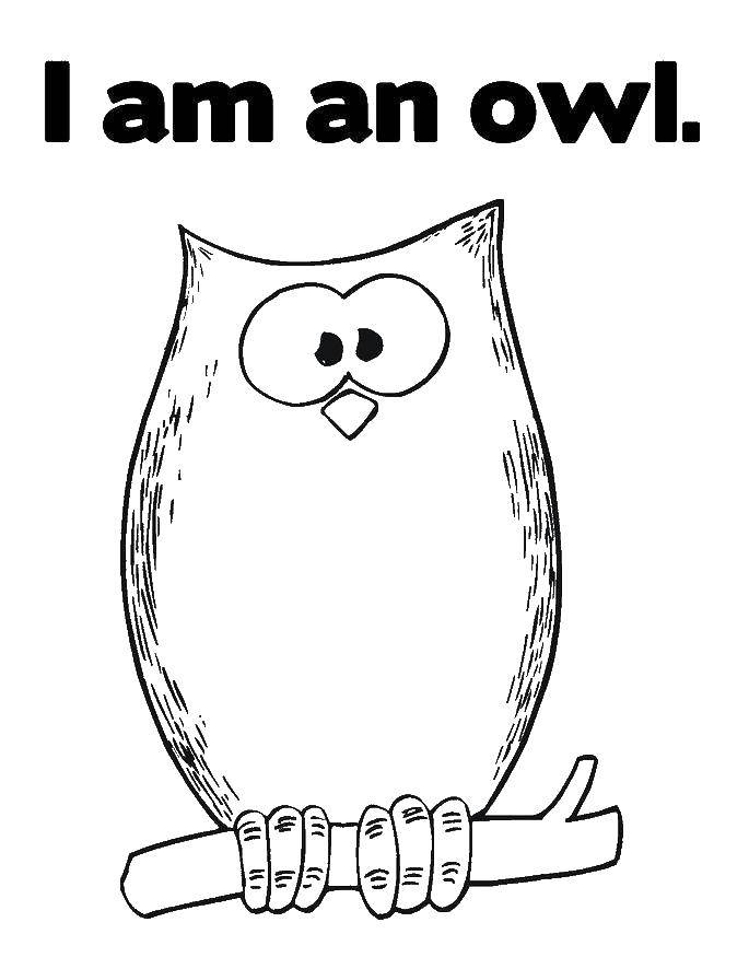 Coloring Owl. Category birds. Tags:  the owl, sitting, branch.