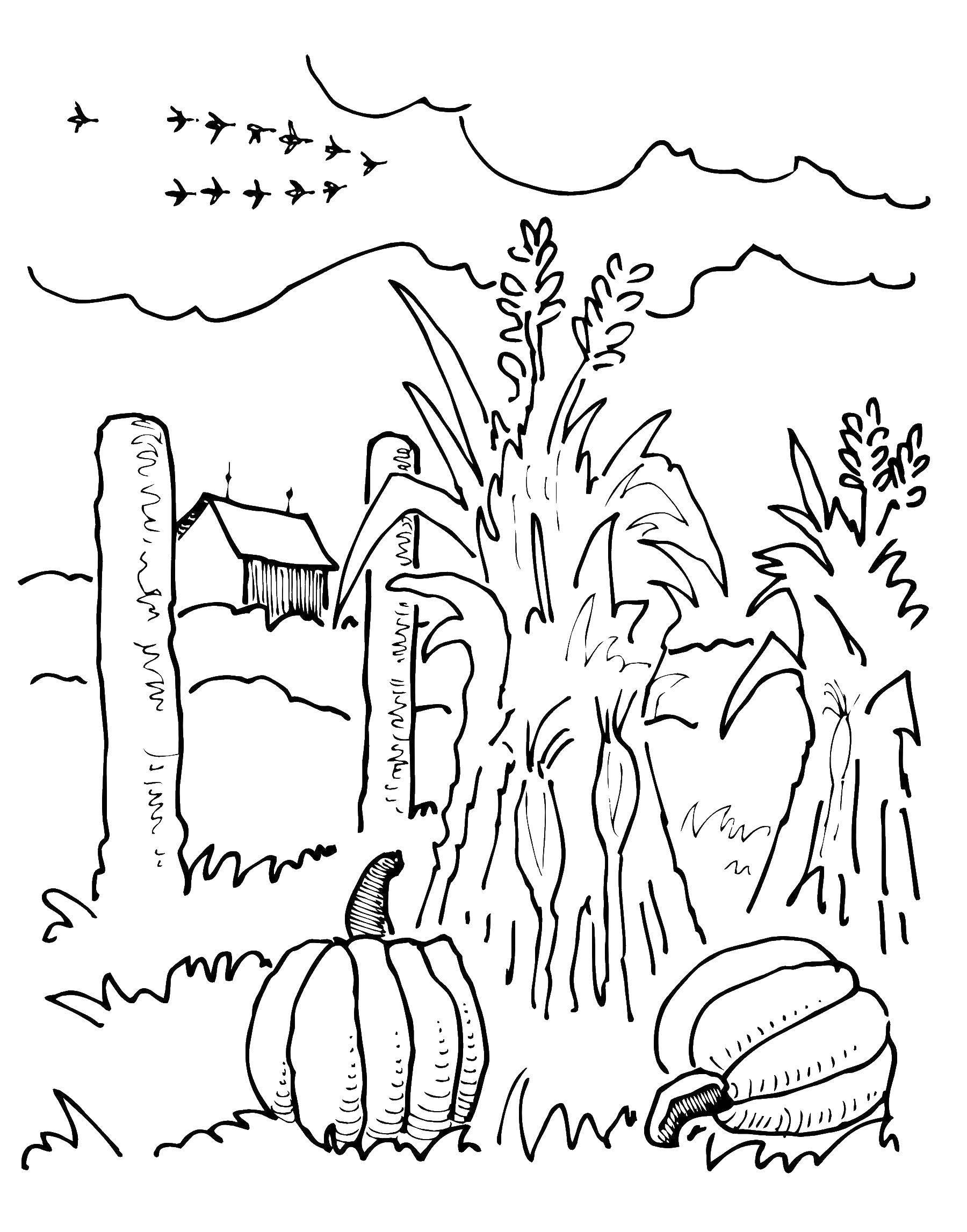 Coloring Pumpkins in the garden. Category vegetable garden. Tags:  vegetable garden, vegetables, animals.