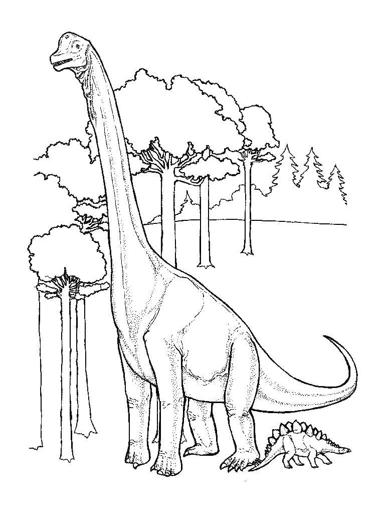 Название: Раскраска Динозавр с длинной шеей. Категория: динозавр. Теги: Динозавр.