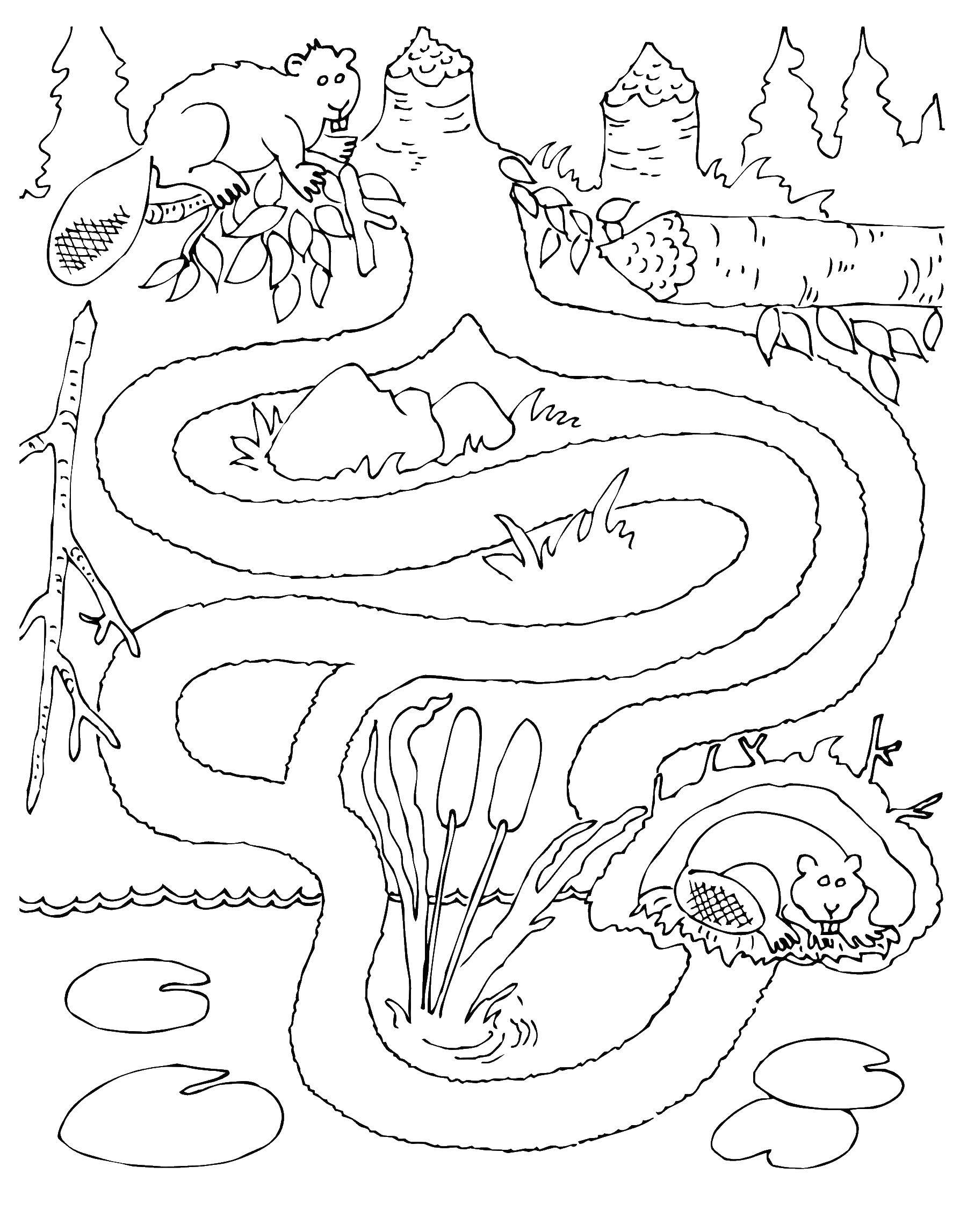 Coloring Maze. Category Mazes. Tags:  maze, mazes.