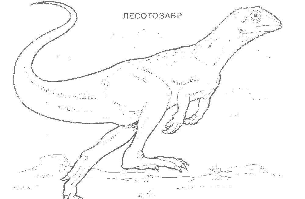 Название: Раскраска Лесотозавр. Категория: динозавр. Теги: Динозавр.